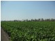 Bowen QLD 4805