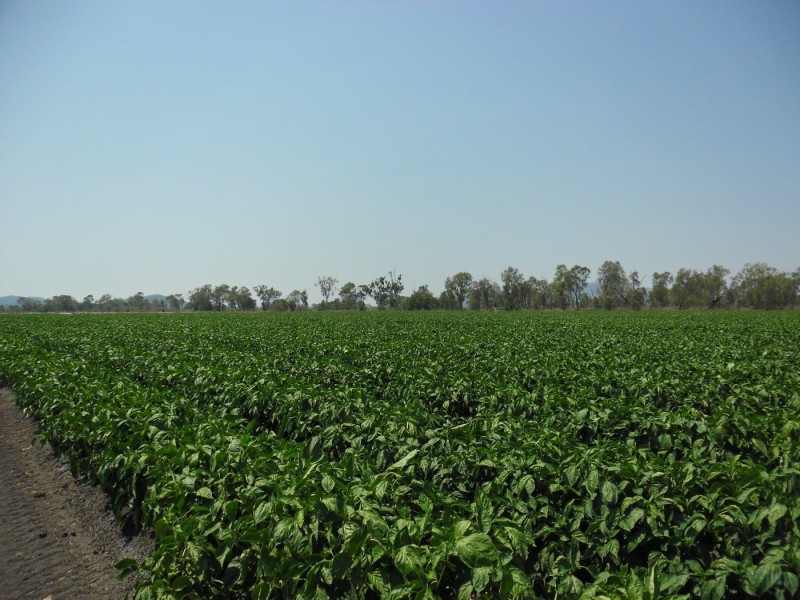 Bowen QLD 4805
