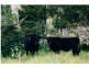 4948 Waterfall Way, Dorrigo NSW 2453