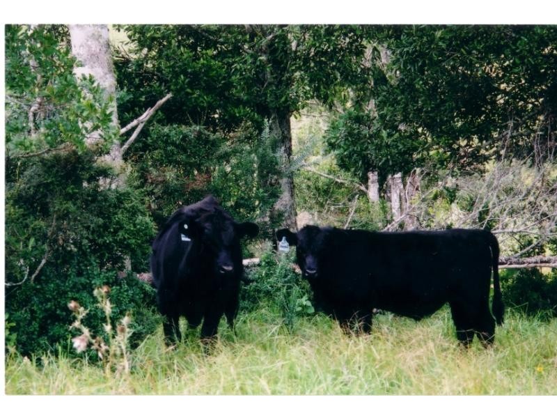 4948 Waterfall Way, Dorrigo NSW 2453