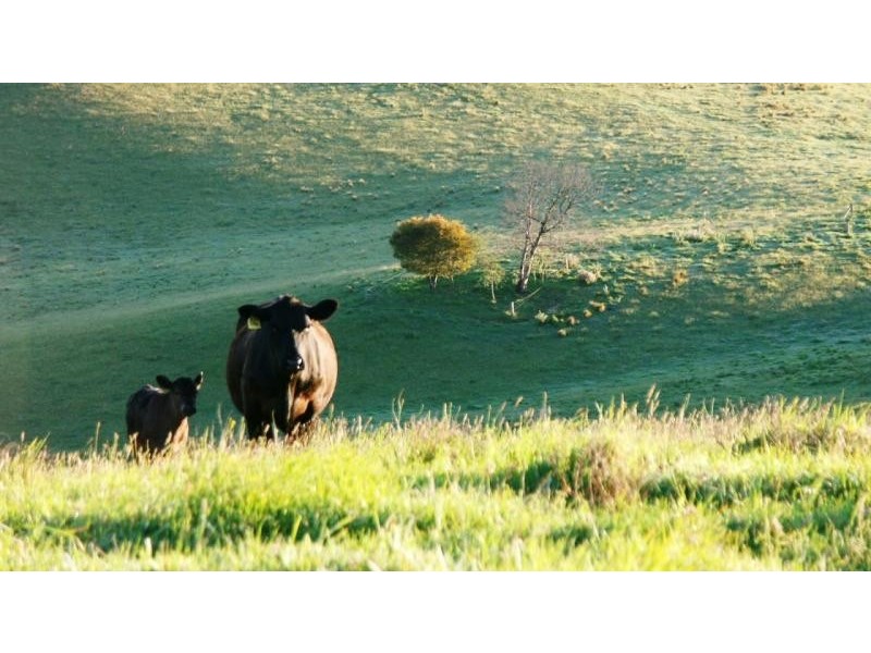 502 Rocky Creek Road, Dorrigo NSW 2453