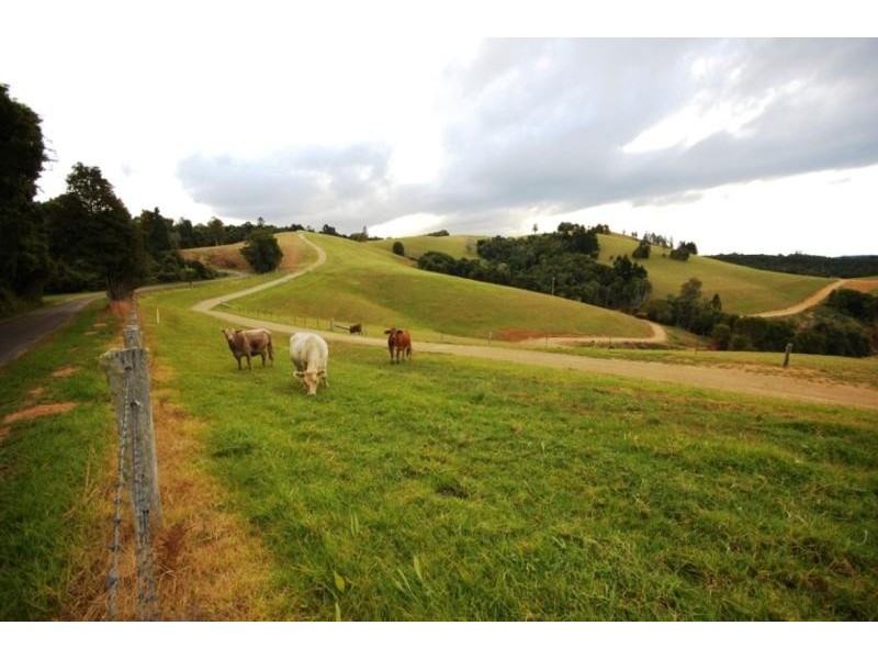 44 Lower Bielsdown Road, Dorrigo NSW 2453
