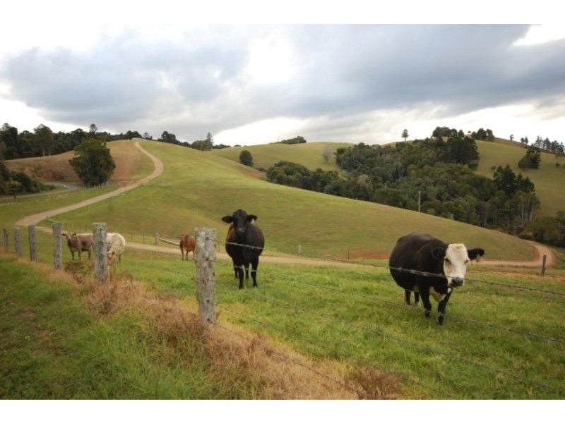 44 Lower Bielsdown Road, Dorrigo NSW 2453