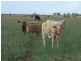 Westmar QLD 4422