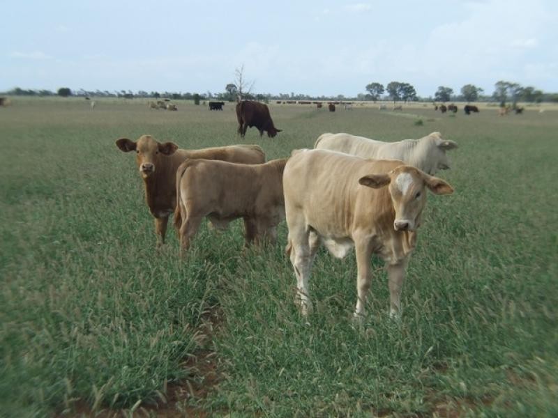 Westmar QLD 4422