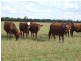 Westmar QLD 4422
