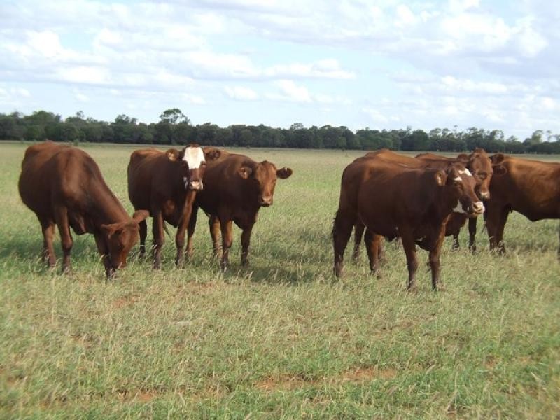 Westmar QLD 4422