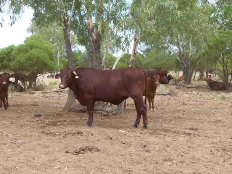 5040 Humeburn Road, Cunnamulla QLD 4490