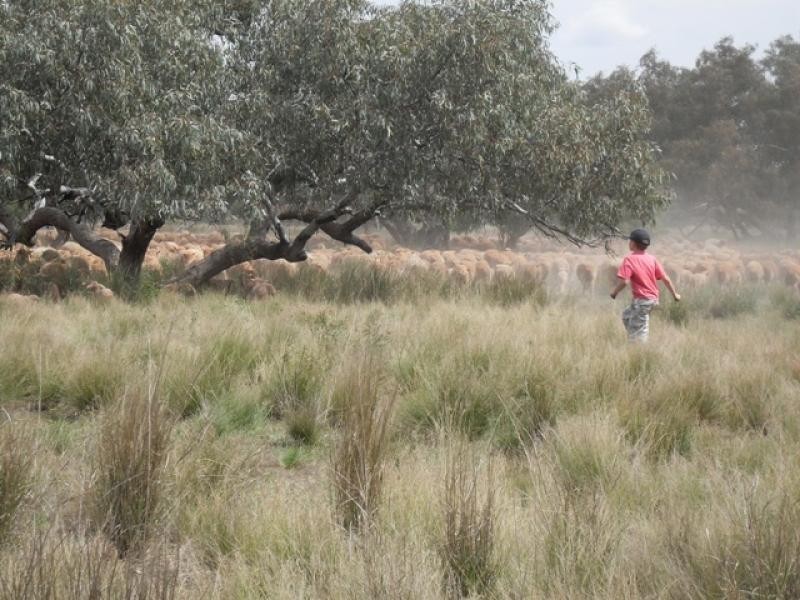 3443 Pitherty Road, Cunnamulla QLD 4490