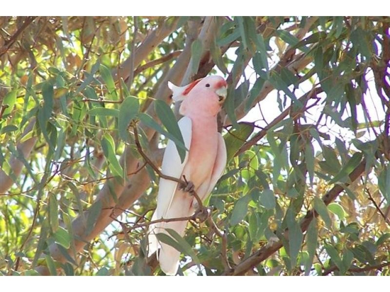 3443 Pitherty Road, Cunnamulla QLD 4490