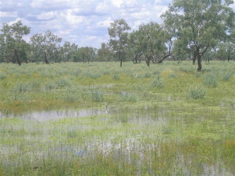 3443 Pitherty Road, Cunnamulla QLD 4490