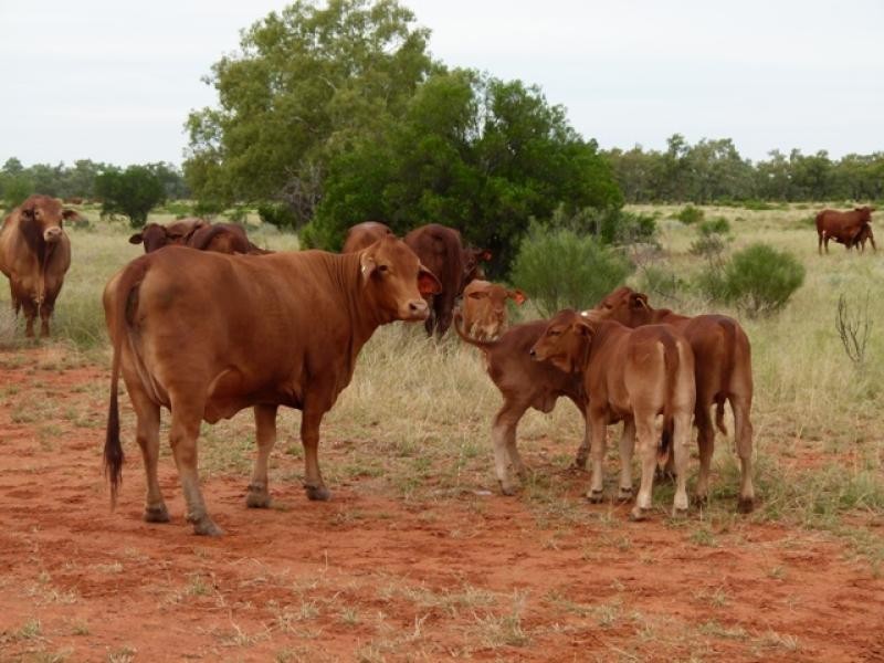 3443 Pitherty Road, Cunnamulla QLD 4490