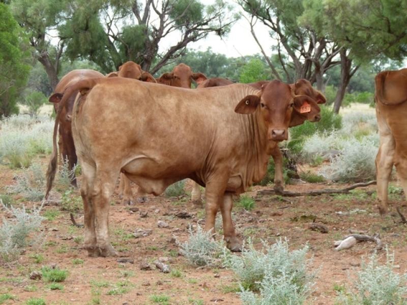 3443 Pitherty Road, Cunnamulla QLD 4490