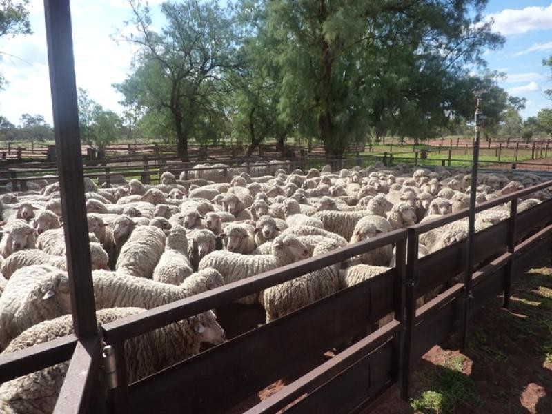 3443 Pitherty Road, Cunnamulla QLD 4490