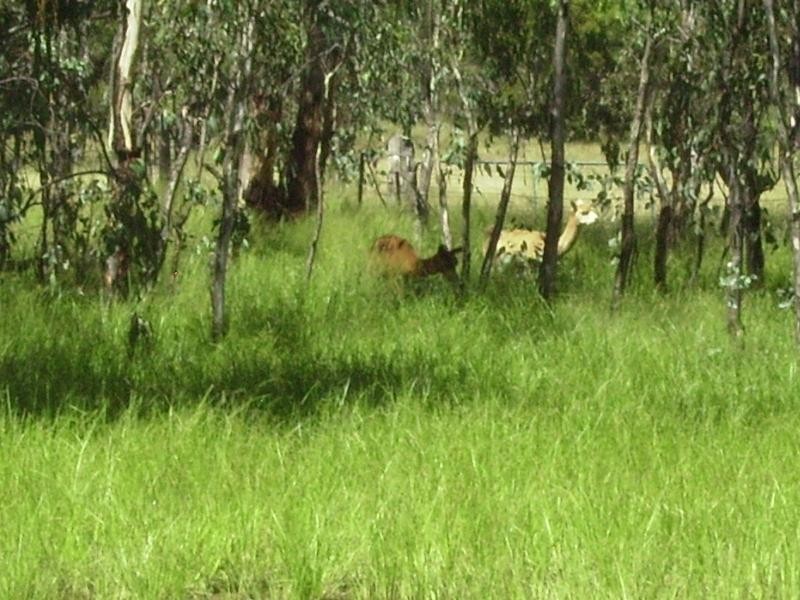 1984 TARA KOGAN ROAD, Tara QLD 4421