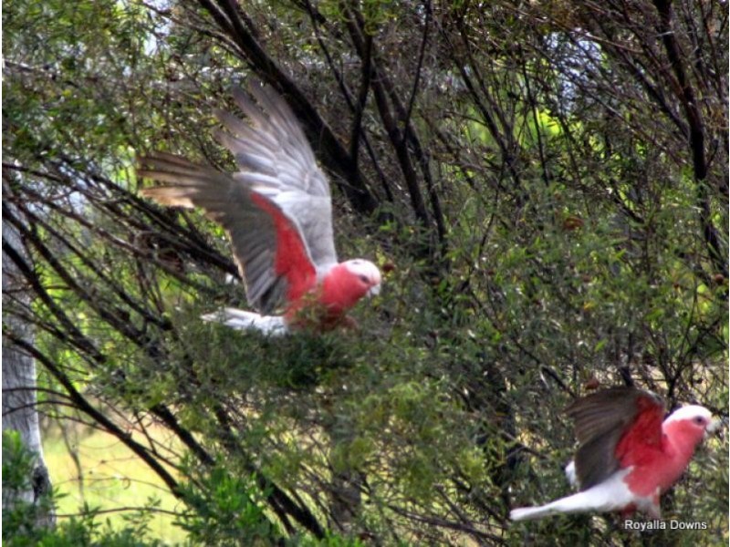 216 KOFOEDS ROAD, Tara QLD 4421