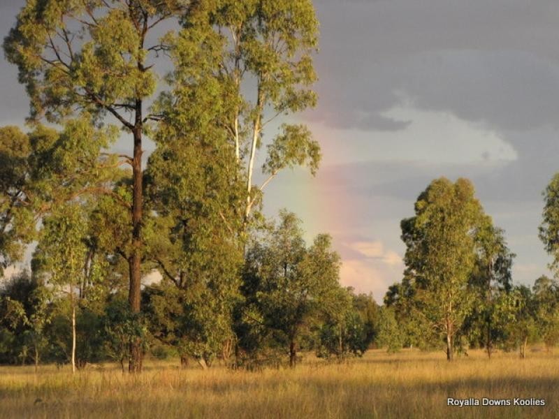 216 KOFOEDS ROAD, Tara QLD 4421