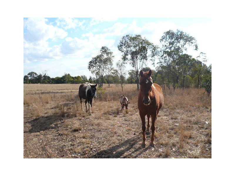 341 UNDULLA CREEK ROAD, Tara QLD 4421