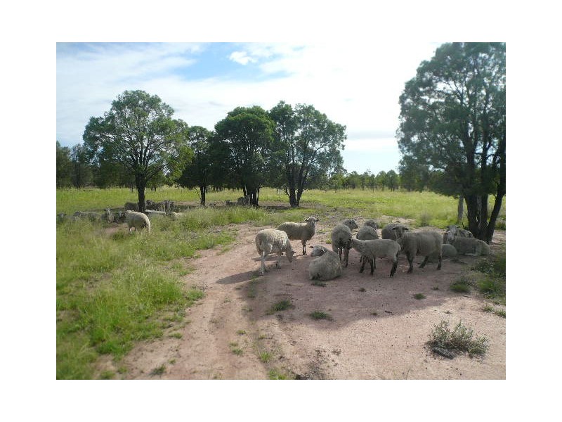 191 KOFOEDS ROAD, Tara QLD 4421