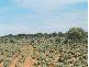 Mount Magnet WA 6638
