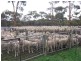 Holleton WA 6426