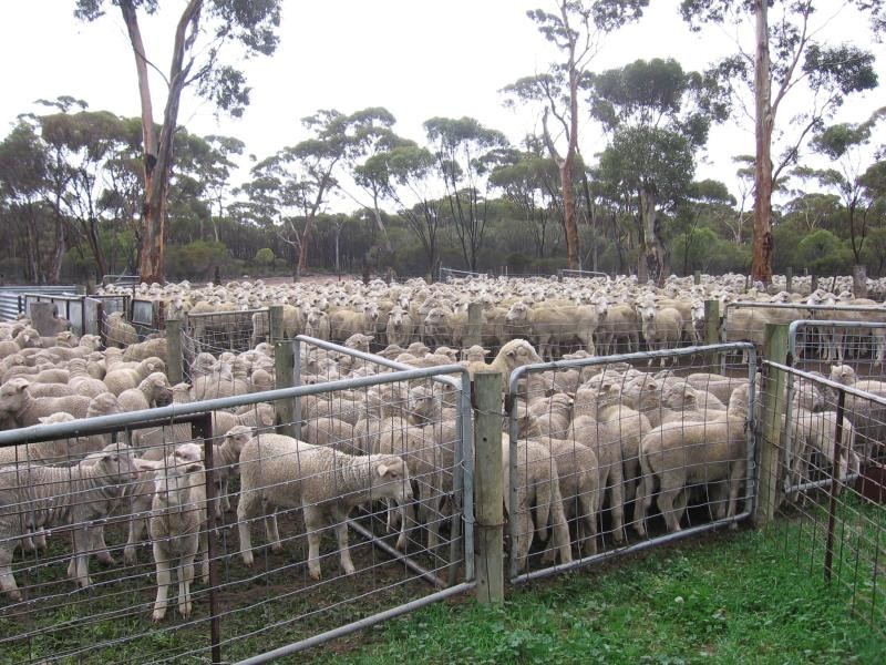 Holleton WA 6426