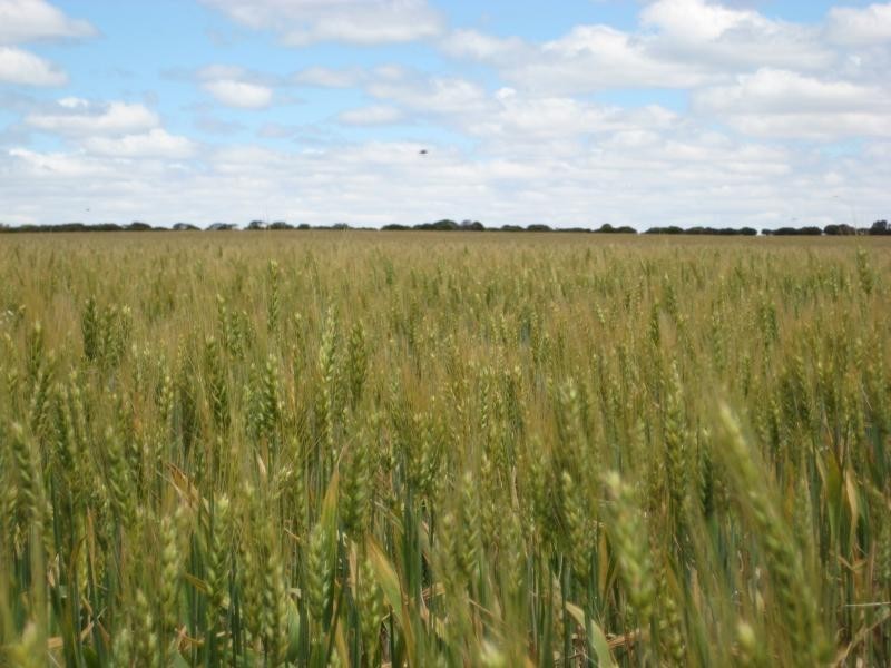 Holleton WA 6426