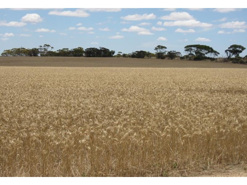 222 Dillon Rd, Newdegate WA 6355