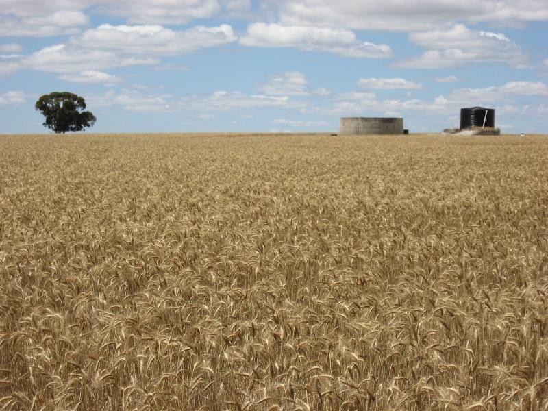 222 Dillon Rd, Newdegate WA 6355