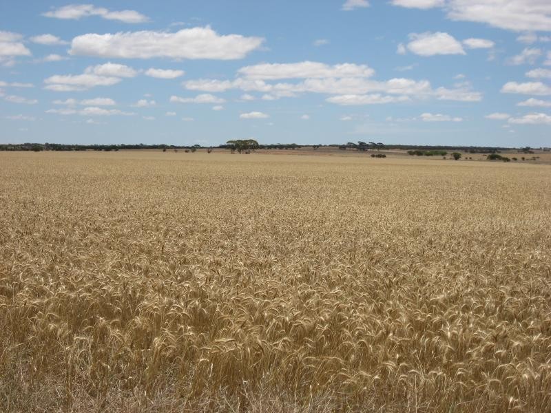 222 Dillon Rd, Newdegate WA 6355