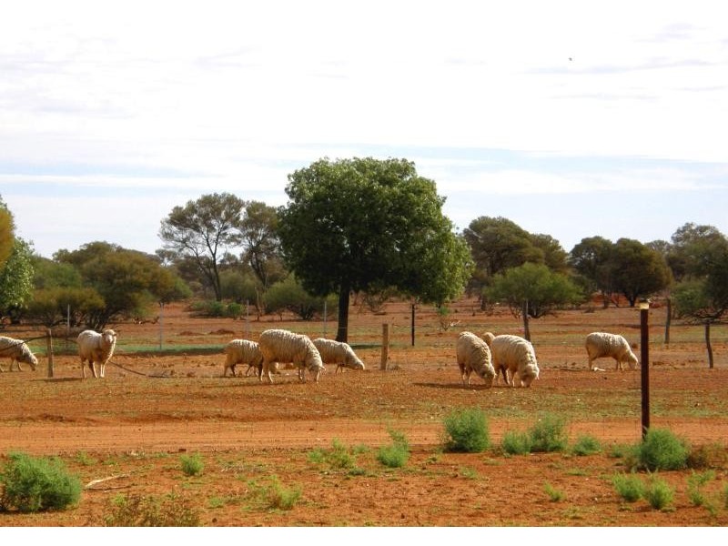 Mount Magnet WA 6638