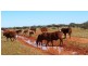 Carnarvon WA 6701