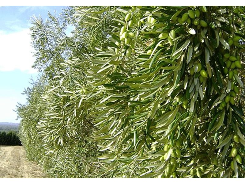 Lot 53 Croot Place, Gingin WA 6503