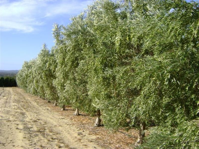 Lot 53 Croot Place, Gingin WA 6503