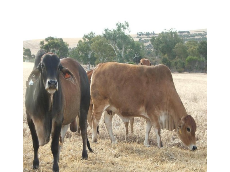 Warradarge WA 6518