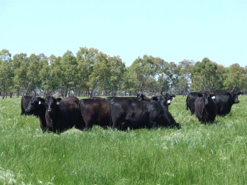 Badgingarra WA 6521