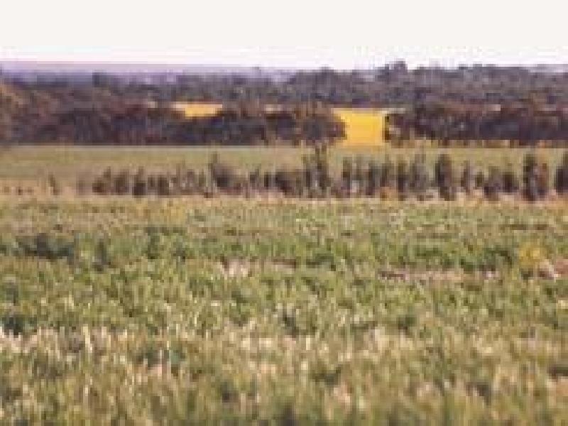 Pingrup WA 6343