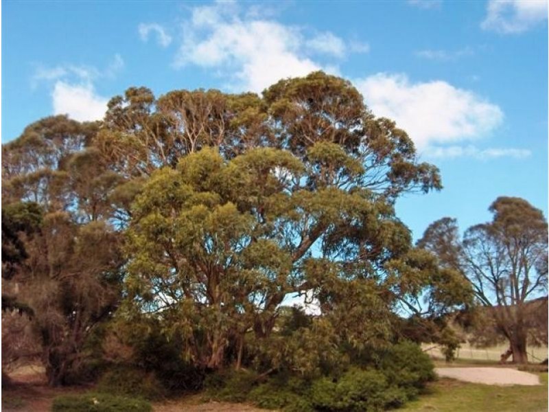 2 Fowlers Road, Emita Village, Flinders Island TAS 7255