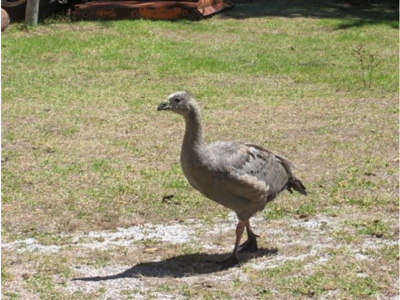 24 Bluff Road, Flinders Island TAS 7255