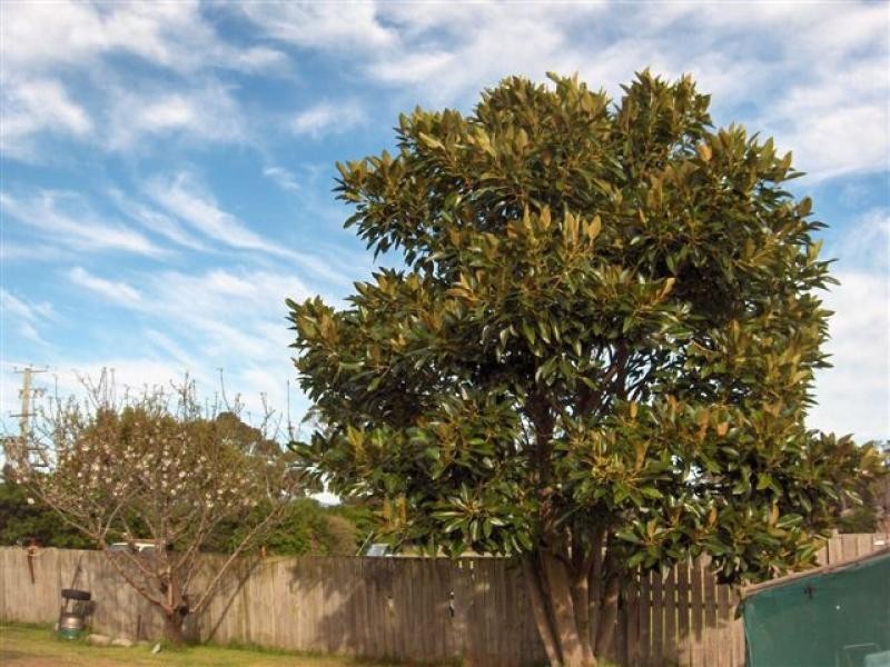 21 Barr Street, Flinders Island TAS 7255