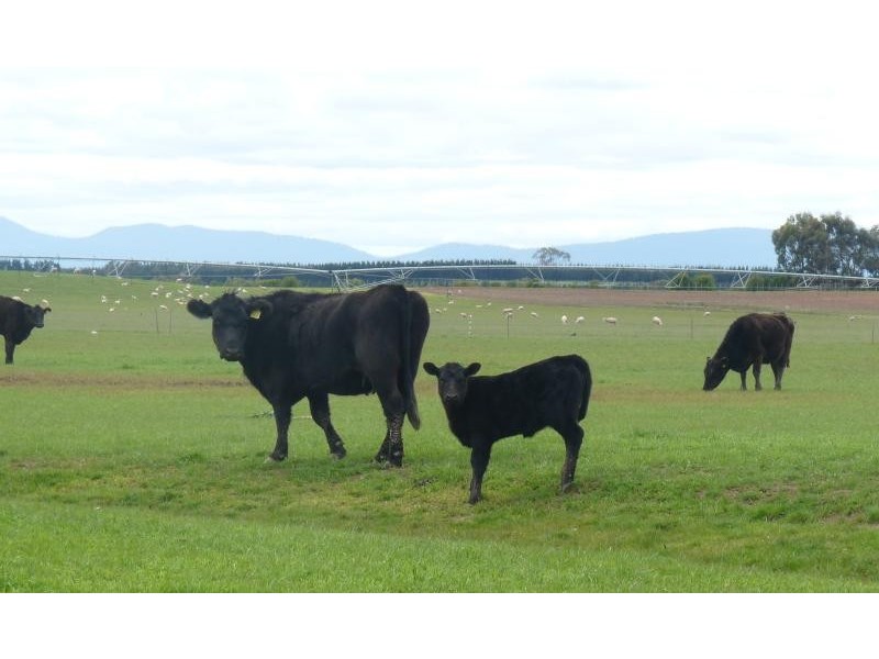 1926 Cressy Road, Cressy TAS 7302