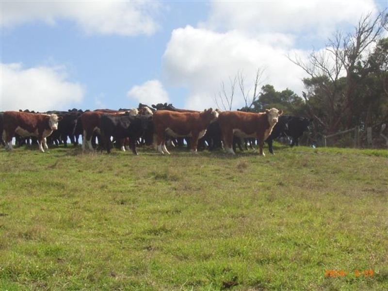 1173 Fairhaven Road, Memana, Flinders Island TAS 7255