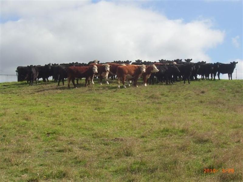 1173 Fairhaven Road, Memana, Flinders Island TAS 7255