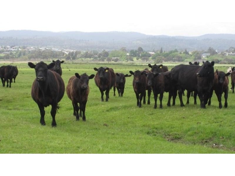 30 Brownfield Lane, Riverside TAS 7250