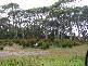MCKAYS ROAD AND WELLS ROAD, MARRAWAH VIA, Smithton TAS 7330