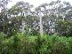 MCKAYS ROAD AND WELLS ROAD, MARRAWAH VIA, Smithton TAS 7330