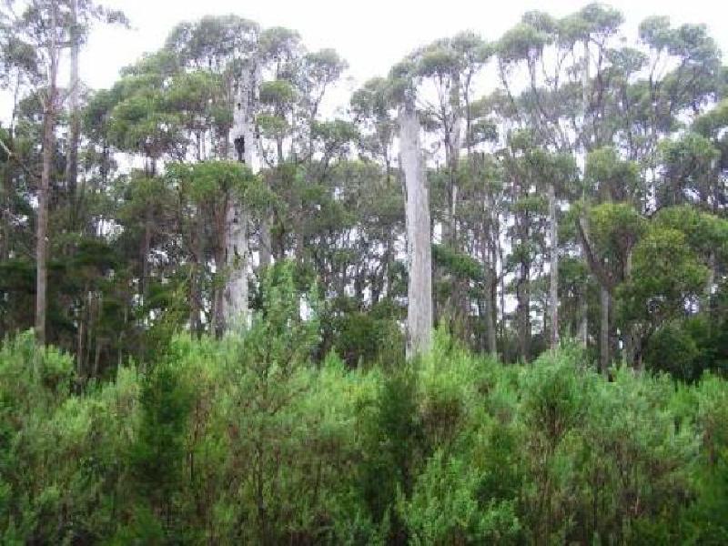 MCKAYS ROAD AND WELLS ROAD, MARRAWAH VIA, Smithton TAS 7330
