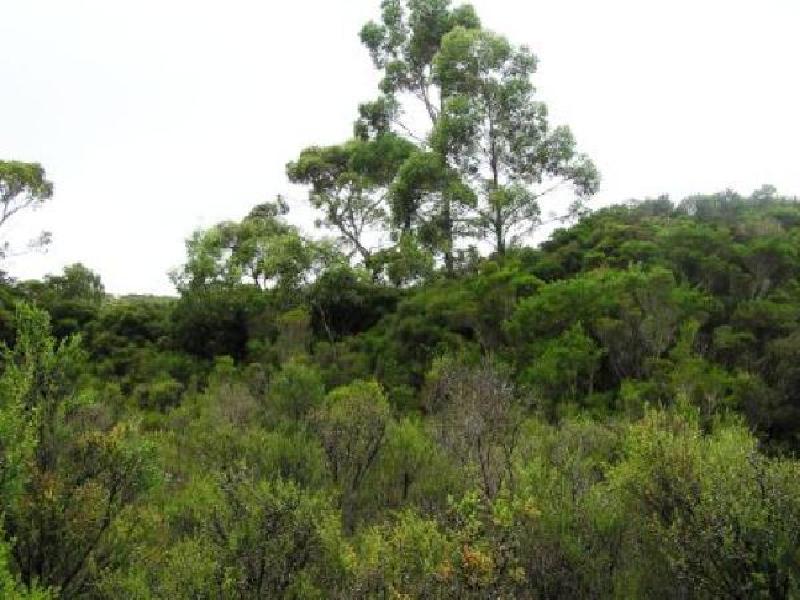 MCKAYS ROAD AND WELLS ROAD, MARRAWAH VIA, Smithton TAS 7330