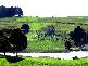 473 WEST RIDGLEY ROAD, West Ridgley TAS 7321