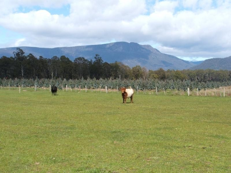 14 Maria Street, Bracknell TAS 7302